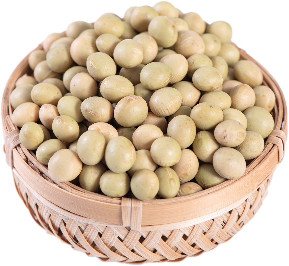 Yellow-Green Taiwanese Organic Non-GMO Soybeans, Soy Beans in a Container Isolated on White Backgorund, Close up, Clipping Path.