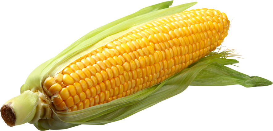 Shucked Ear of Corn 